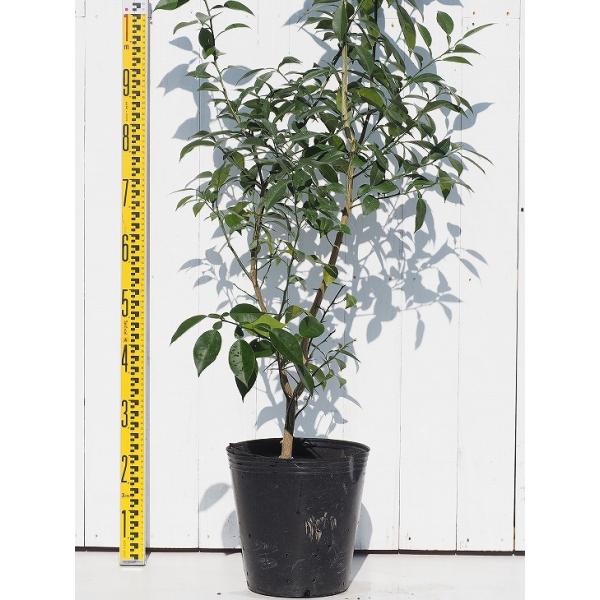 ゆず 苗 本柚子 ほんゆず 3年生 接ぎ木 大苗 Buyee Buyee Japanese Proxy Service Buy From Japan Bot Online