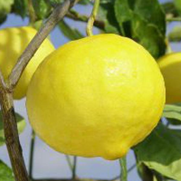 C c yXC[gn[gCz 3N ڂ 1.0m c