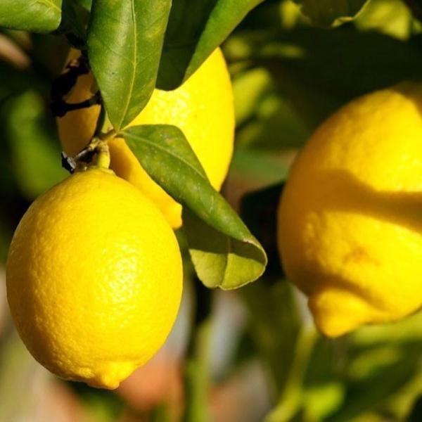 D2Nc  c yA[Jz 2Nc ڂ