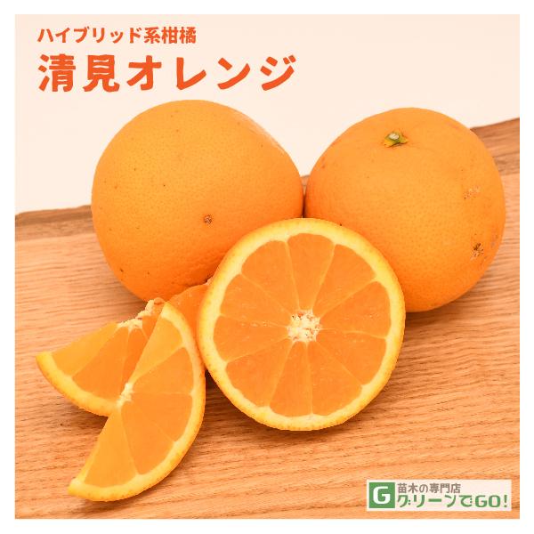 清見オレンジ 苗 【清見オレンジ】 蜜柑 みかん 雑柑 苗木 常緑 果樹 柑橘 柑橘苗木 果樹苗木温州みかんとトロビオレンジの交配種。種無し、多汁にて非常に食べやすい！果実の大きさは200g〜250g前後、糖度は12から13度、甘味多く多汁...