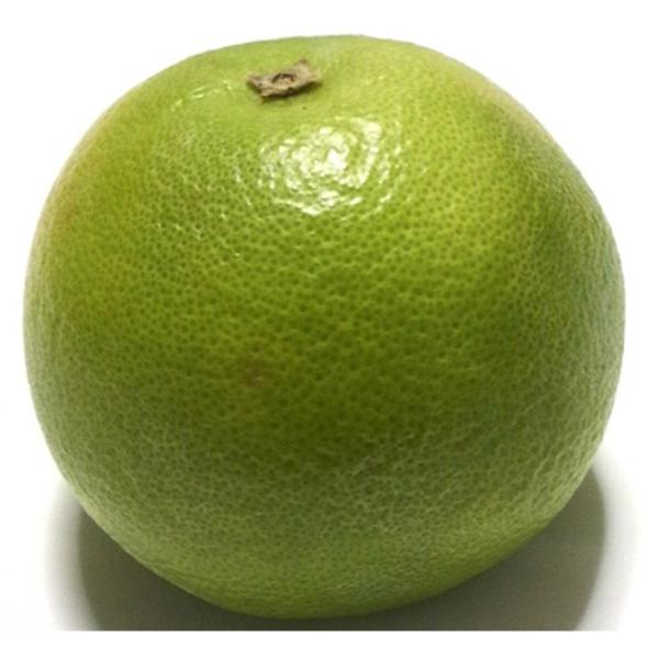 U c yXEB[eB[ iʖF IuRjz 3N ڂ 1.0m c