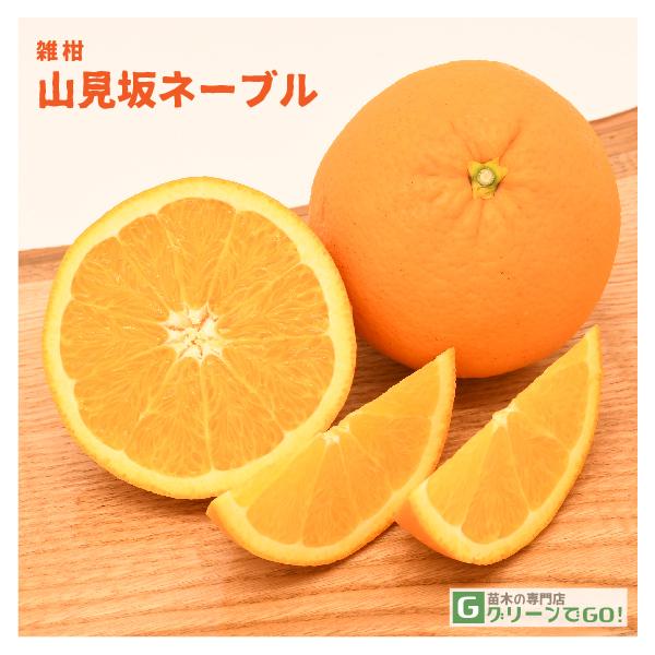 IW c yRl[uz 1N ڂ |bgc