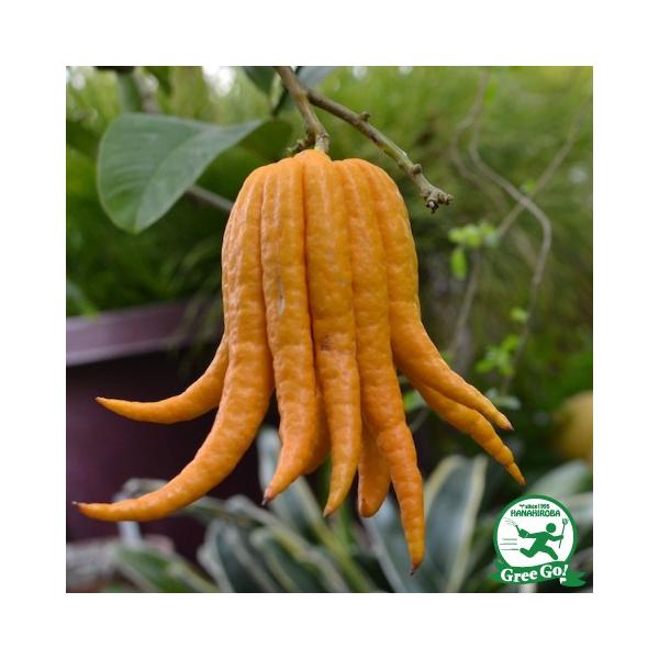 ݂ c y芹 iԂォjz 3N ڂ 1.0m c