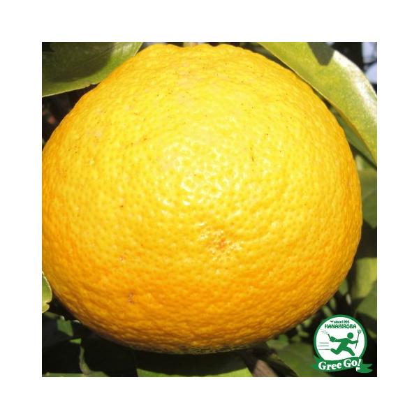 D2Nc É c yXKGKgz 2Nc ڂ