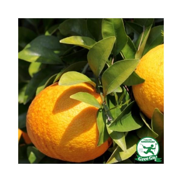 D2Nc ͂ c yg iׂɂ͂jz 2Nc ڂ