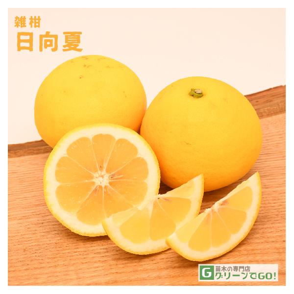 IW c y iЂイȂjz 3N ڂ 1.0m c