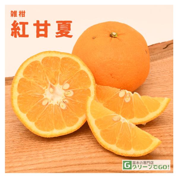  IW c ygÉ iׂɂ܂Ȃjz 1N ڂ |bgc ij[ܕtj kCE͑KpOłB