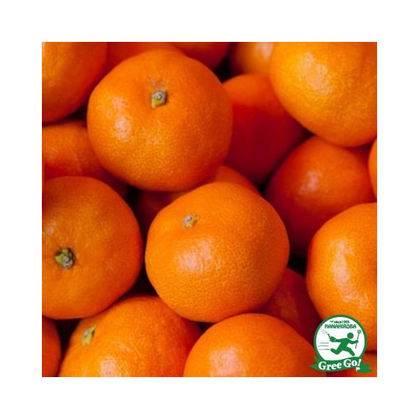 B݂ c ŷڂ́z 1N ڂ |bgc