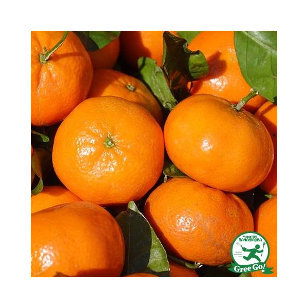 ݂ c yÔV] i̂̂݁j mo^inz 1N ڂ |bgc