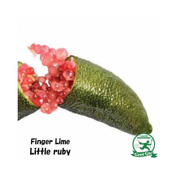 tBK[ C c ytBK[C gr[z 1N J^` ږؕc