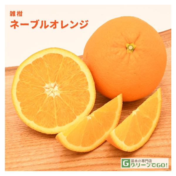 D2Nc IW c yl[u IW iisjz 2Nc ڂ