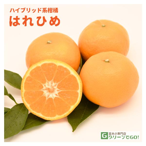みかん 苗木 【はれひめ ［登録品種］】 3年生 接ぎ木 約1.0m 大苗