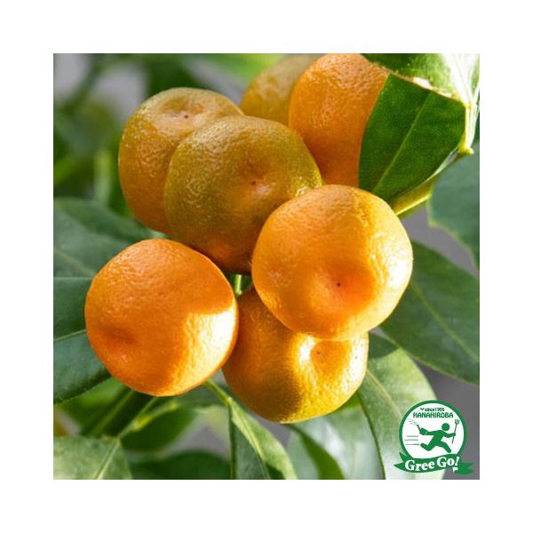 カラマンシー 苗木 【カラマンシー】 チャイナリトルレモン 金柑 苗木 常緑 果樹 柑橘 柑橘苗木 果樹苗木スーパーでは並ばない、爽やかな香りと酸味で近年人気の香酸柑橘です。 レモンやライムの代わりに、料理の香り付けやジュースにご利用できま...
