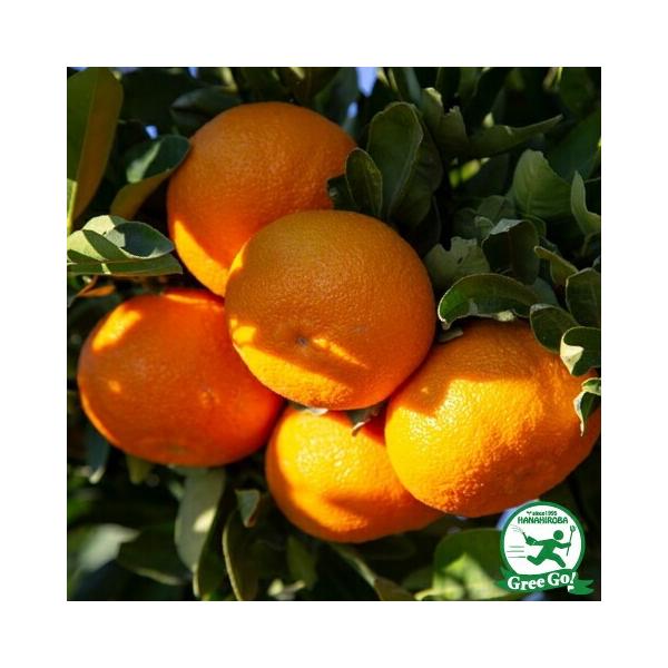 紀州みかん 苗木 【紀州小みかん （きしゅうこみかん）】 3年生 接ぎ木