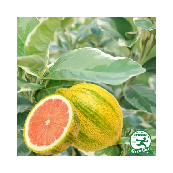  c ysNl[hz 1N ڂ |bgc