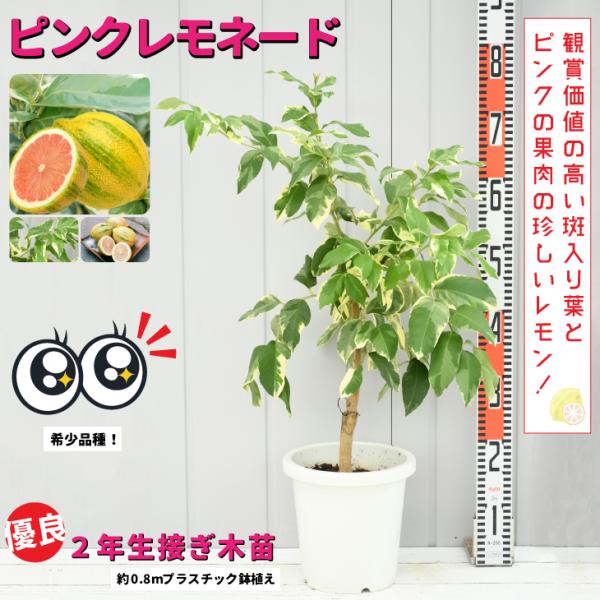 レモン 苗木 【ピンクレモネード】 2年生 接ぎ木 プラスチック鉢植え
