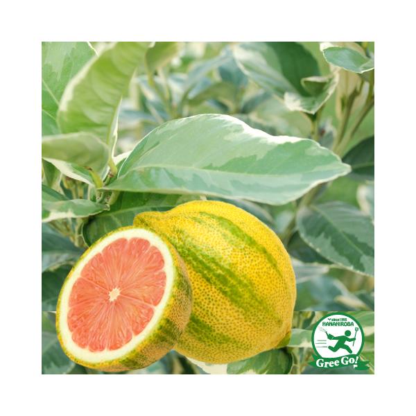 レモン 苗木 【ピンクレモネード】 約0.3m 接ぎ木 小苗 レモンの木 苗 常緑 果樹 柑橘 香酸柑橘 柑橘苗木 果樹苗木 斑入りレモン観賞価値の高いカラフルなレモンの木。実が若いうちは緑色のストライプが入り、熟していくにつれストライプは...