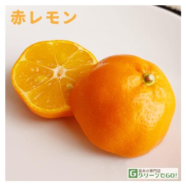 紅ばえ 蜜柑大苗木　レモンの横に♪ □優良2年生大苗□ レモン 苗木 【赤レモン】 2年生大苗 接ぎ木 : 苗木