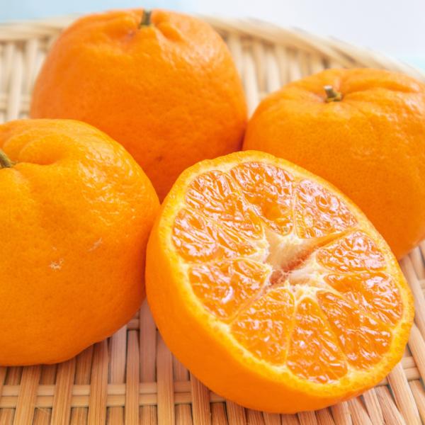 オレンジ 苗木 【太田ポンカン】 3年生 接ぎ木 約1.0m 大苗 : 苗木の