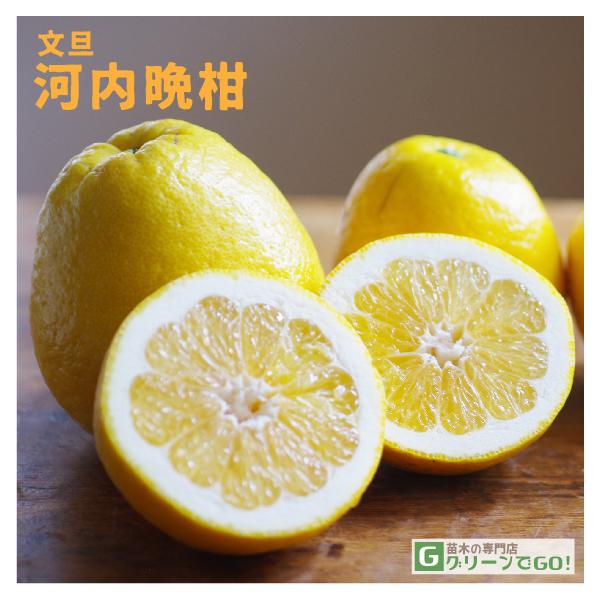 D2Nc U c y͓ӊ i킿΂񂩂jz 2Nc ڂ