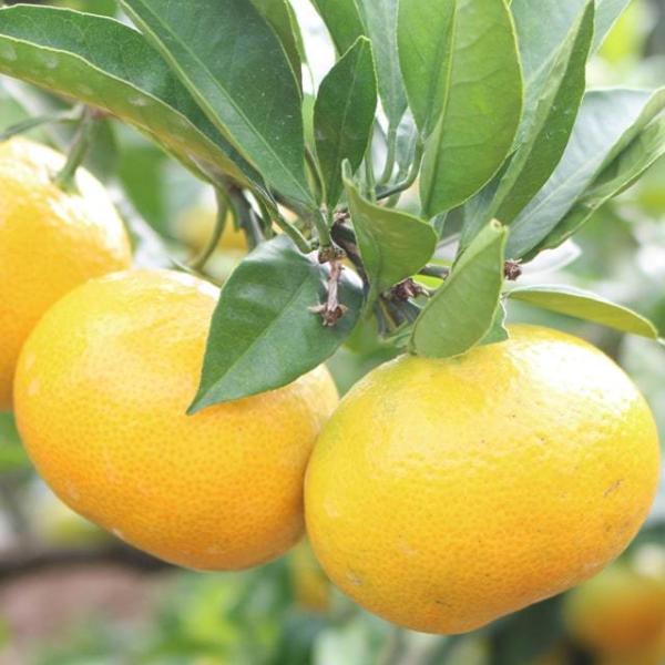  D2Nc ݂ c yq i݂jz 2Nc ڂ ij[ܕtj kCE͑KpOłB