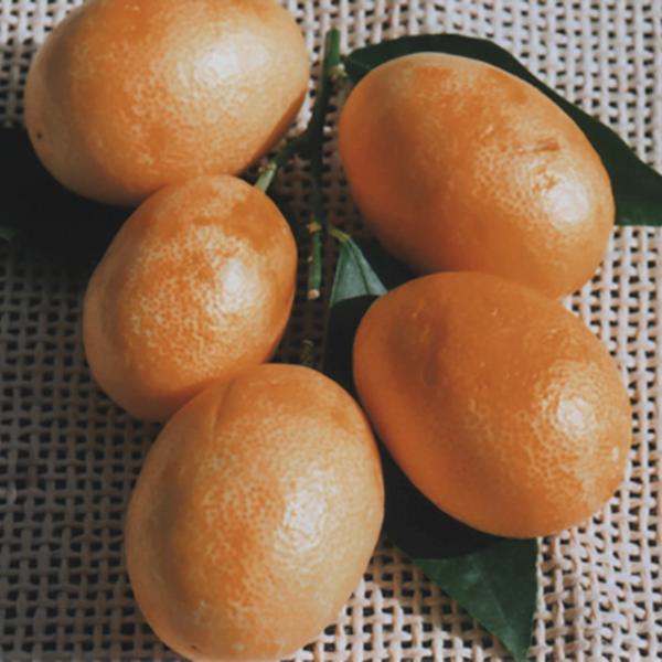 ライム苗ファンタジー（R）ライミーハーフの魅力と育て方