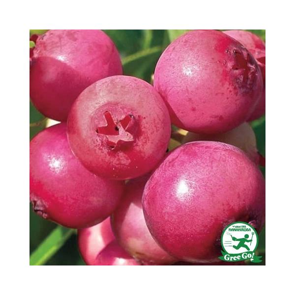  u[x[ c ysNl[h irbgACnjz 2N }ؕc ij[ܕtj kCE͑KpOłB