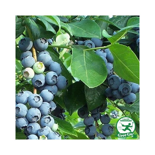  u[x[ c yxbL[u[ irbgACnjz 2N }ؕc ij[ܕtj kCE͑KpOłB