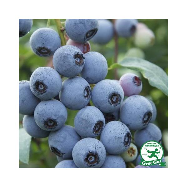  u[x[ c y{j[^ irbgACnjz 2N }ؕc ij[ܕtj kCE͑KpOłB