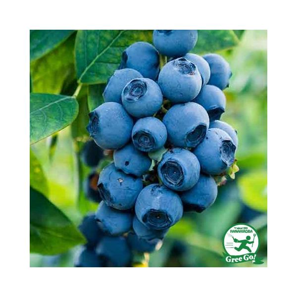 u[x[ c yKtR[Xg iTUnCubVnjz 3N ڂؕc