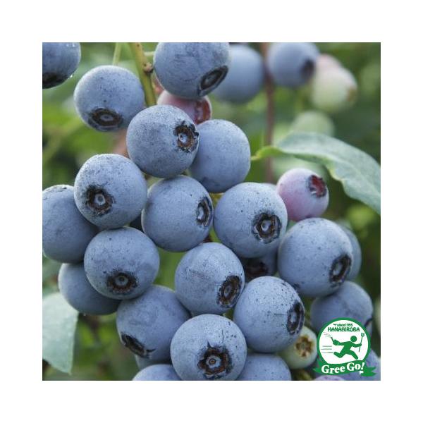 u[x[ c y~XeB[ iTUnCubVnjz 1N }ؕc