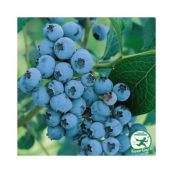  u[x[ c yg im[UnCubVnjz 2N ڂؕc ij[ܕtj kCE͑KpOłB