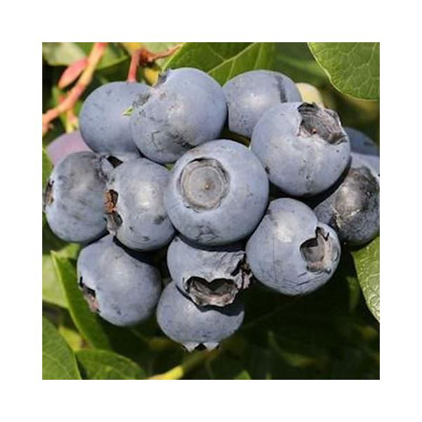 u[x[ c y Ԑim[UnCubVnj z 2N }ؕc