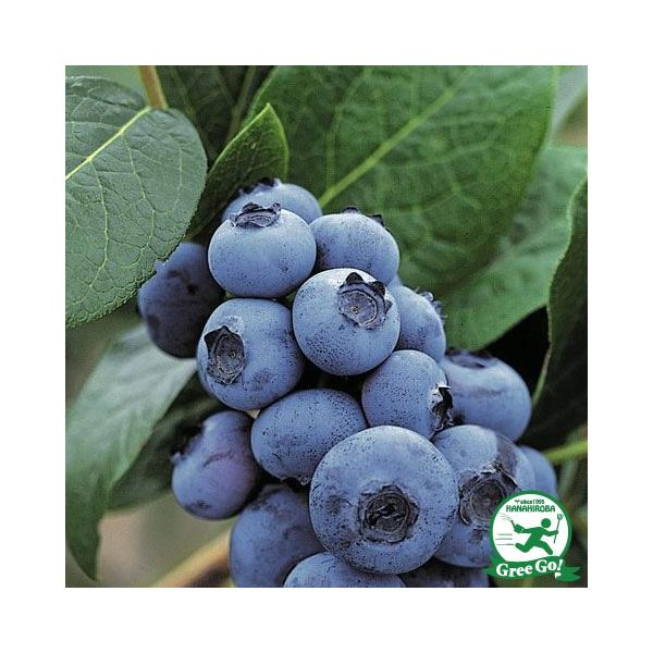  u[x[ c y܂Ԑim[UnCubVnjz 2N ڂؕc ij[ܕtj kCE͑KpO