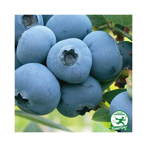  u[x[ c yCgu[ im[UnCubVnjz 2N }ؕc ij[ܕtj kCE͑KpOłB