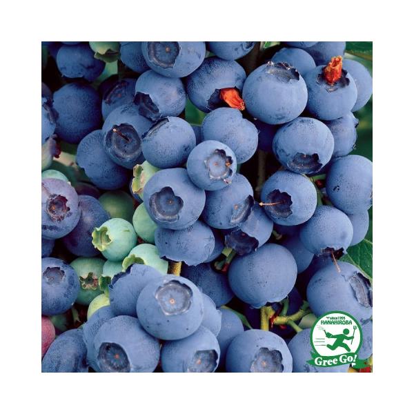  u[x[ c yni`CX im[UnCubVnjz 2N ڂؕc ij[ܕtj kCE͑KpO