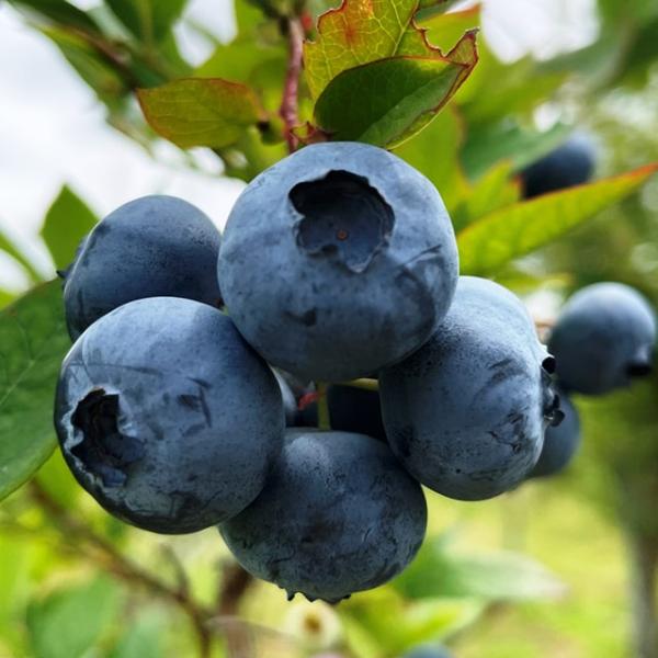 ブルーベリー 苗 【バークレイ （ノーザンハイブッシュ系） 】 1年生 挿し木苗 苗木 ベリー 果樹 果樹苗穏やかな酸味で食べやすい。育てやすく豊産性。この品種は、ノーザンハイブッシュ系です。たくさん収穫するには、受粉樹として…ハイブッシュ...