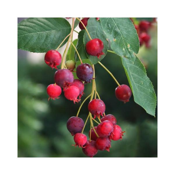 W[x[ c yo[iz 3N 1.3m ڂ c