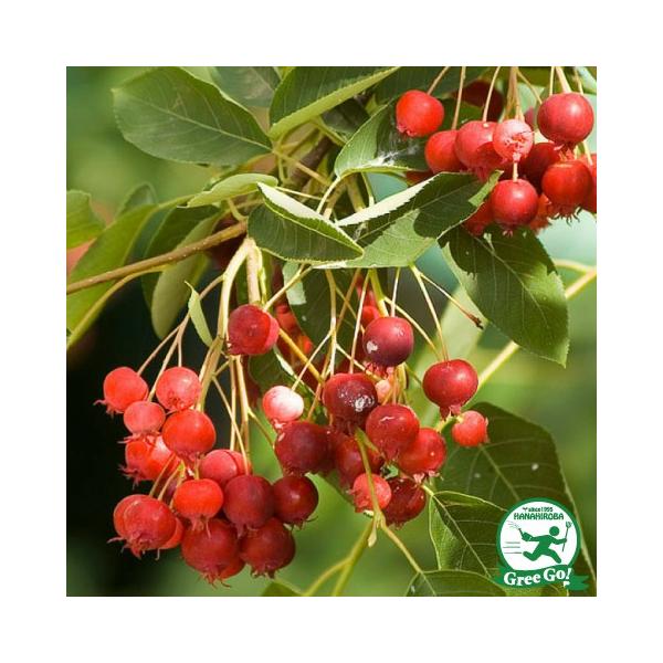 ジューンベリー　種３０粒とオマケの種 Amazon.co.jp: ジューンベリー苗 リージェントジューンべリー苗