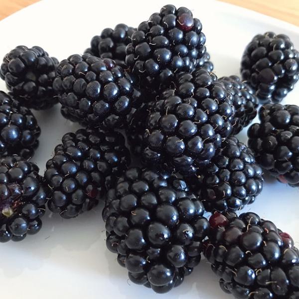 ブラックベリー ジャンボアミ No.11 ブラックベリー・あみ| 種・苗