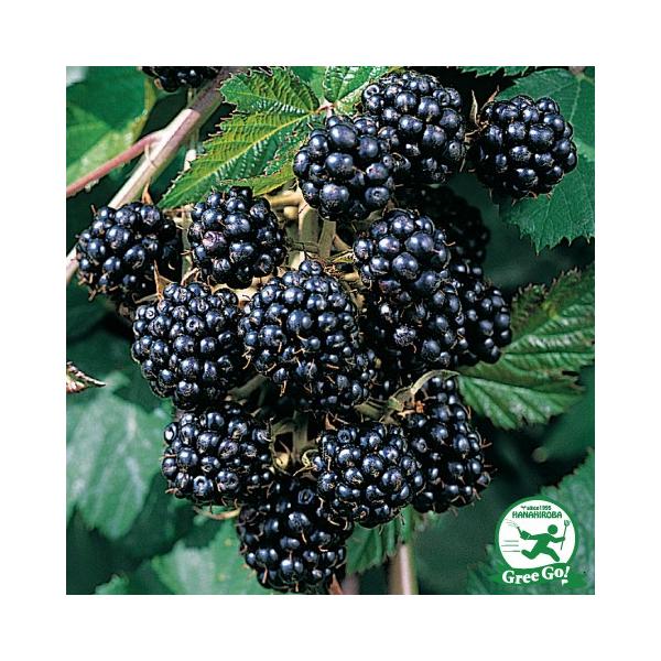  ubNx[ c y\[t[ igQȂjz |bgc ij[ܕtj kCE͑KpOłB