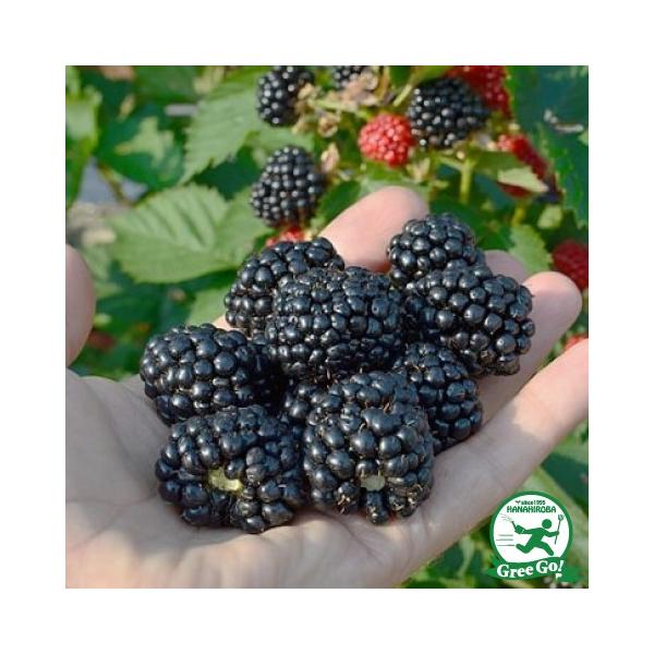 ubNx[ c ygQȂ  gvNEz |bgc