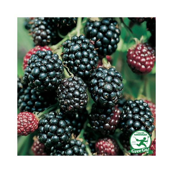  ubNx[ c ygQȂ g\[Xz |bgc ij[ܕtj kCE͑KpOłB