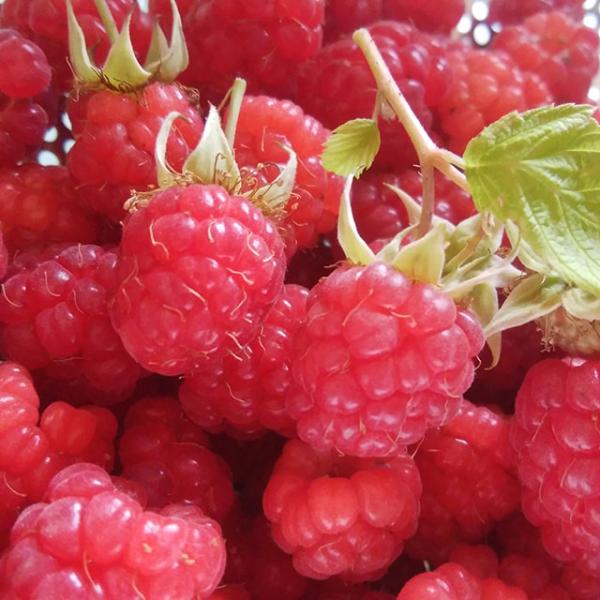 ラズベリー 苗 【大実 サマーフェスティバル （二季成り）】 1年生ポット苗 キイチゴ 木いちご ベリー 苗木 果樹苗赤み系の強健、豊産種です。実が大きく甘酸っぱく想像通りのラズベリーの味です。二季成りなので長く収穫が楽しめます。時期として...