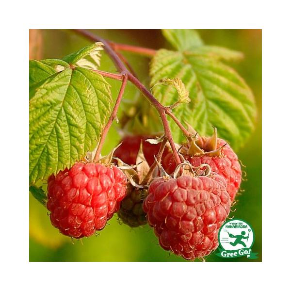  Yx[ c yT^i iGjz |bgc ij[ܕtj kCE͑KpOłB