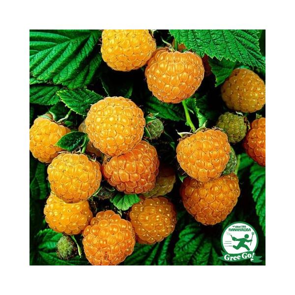  Yx[ c yCG[Yx[ t@[S[h iGjz |bgc ij[ܕtj kCE͑KpOłB