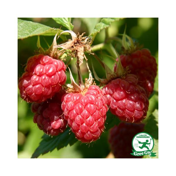 Yx[ c ybhWG iGjz 1N |bgc