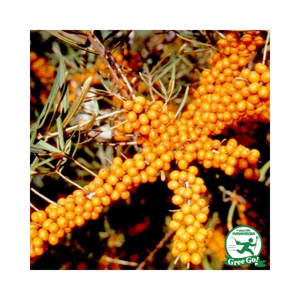  V[x[ c y郁X wSz 0.7m |bgc ij[ܕtj kCE͑KpOłB