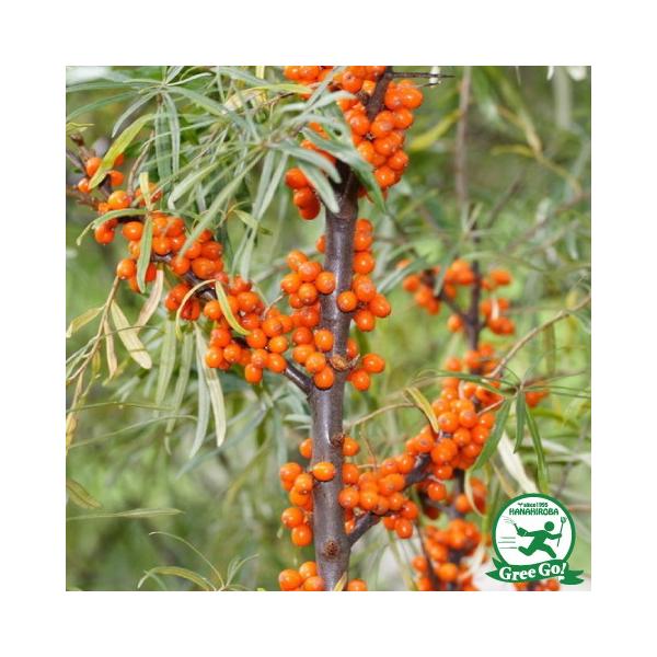 V[x[ c y郁X AXRz 0.7m |bgc