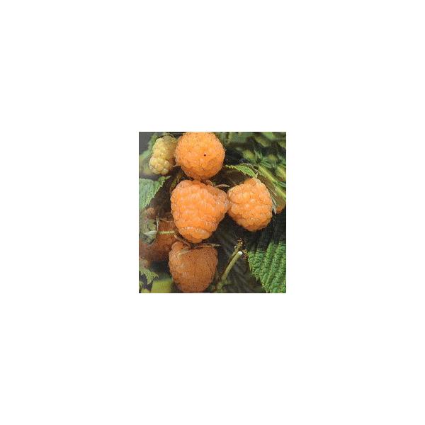  Yx[ c yCG[Yx[ C_CG[z 2N }ؕc ij[ܕtj kCE͑KpOłB